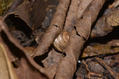 Nitor medioximus