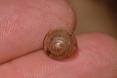 Nitor medioximus