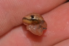 Nitor medioximus