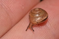 Nitor medioximus