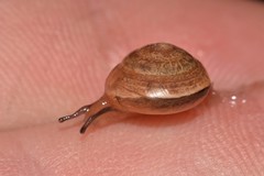 Nitor medioximus
