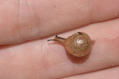 Nitor medioximus