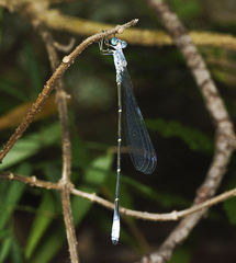 Labidiosticta vallisi