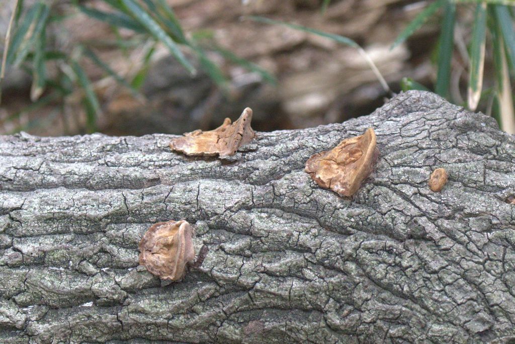 Fuscoporia gilva · March 2021 · photo: © tbc_watanabe (iNaturalist, cc-by)