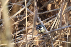 Parus major