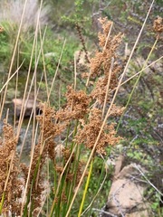 Juncus procerus