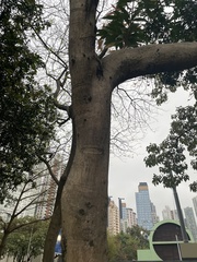 Syzygium hodgkinsoniae