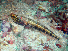 Synodus rubromarmoratus