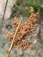 Juncus procerus