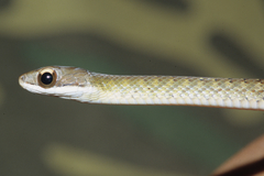 Dendrophidion percarinatum