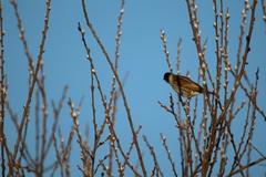 Emberiza schoeniclus