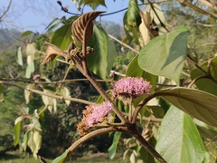 Callicarpa tomentosa