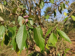 Callicarpa tomentosa