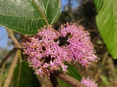 Callicarpa tomentosa
