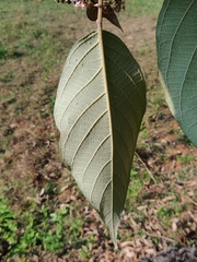 Callicarpa tomentosa