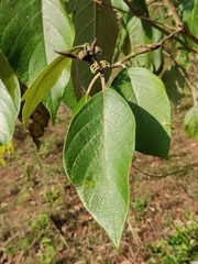 Callicarpa tomentosa