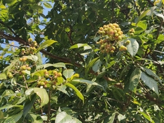 Sapindus trifoliatus