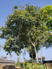 Sapindus trifoliatus