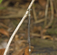 Labidiosticta vallisi