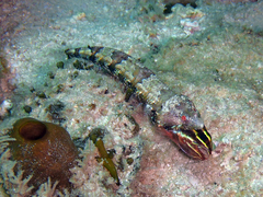 Synodus rubromarmoratus