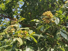 Sapindus trifoliatus