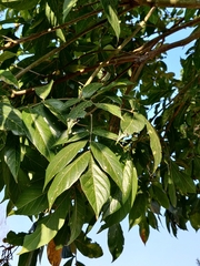 Sapindus trifoliatus