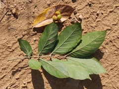 Sapindus trifoliatus