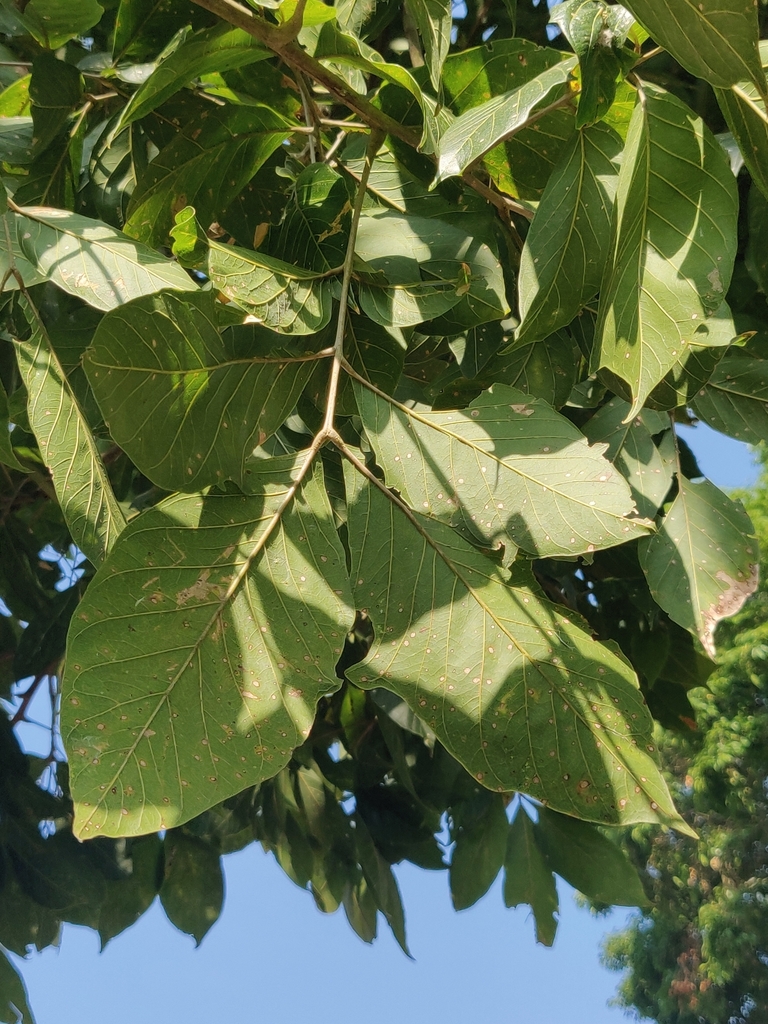 South India soapnut