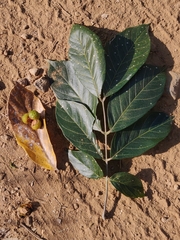 Sapindus trifoliatus