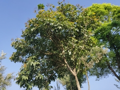 Sapindus trifoliatus
