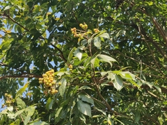 Sapindus trifoliatus