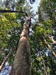 Artocarpus hirsutus