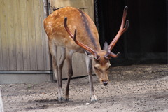 Cervus nippon yesoensis