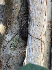 Dasylobus graniferus