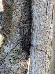 Dasylobus graniferus