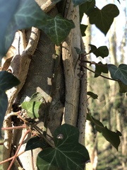 Dasylobus graniferus