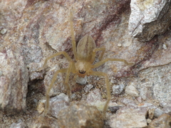 Eusparassus