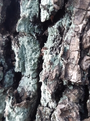 Lepraria