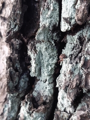 Lepraria