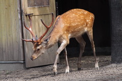 Cervus nippon yesoensis