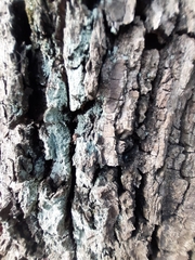 Lepraria