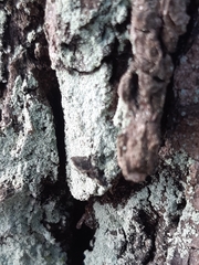 Lepraria