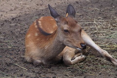 Cervus nippon yesoensis