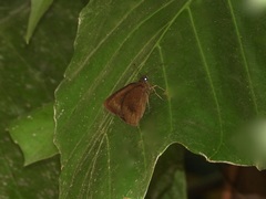 Ancistroides nigrita