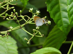 Hypolycaena thecloides