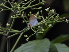 Hypolycaena thecloides