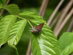 Hypolycaena thecloides