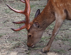 Cervus nippon yesoensis