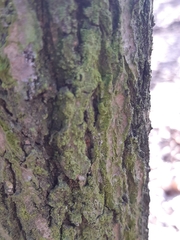 Fungi