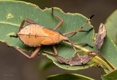 Amorbini